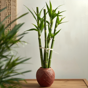 Lotus Lucky Bamboo 5 Sticks
