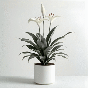 peace lily plant