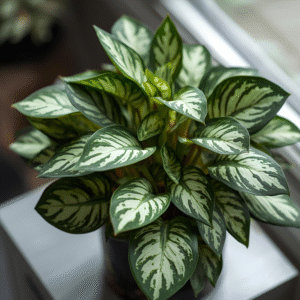 Money Plant Variegated