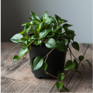 Peperomia Green Creeper Plant