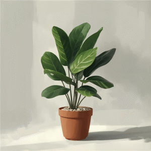 Fiddle Leaf Fig Plant
