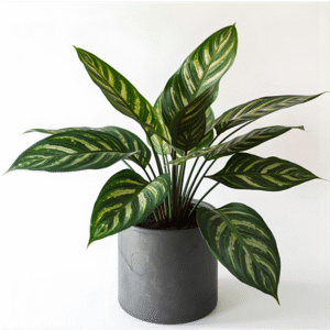 Calathea Sanderiana