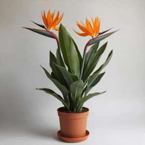 Bird Of Paradise Orange Plant - XL
