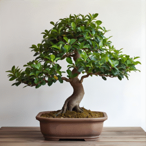 Ficus Bonsai Plant