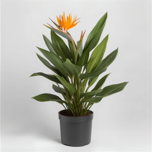 Bird of Paradise Plant - XL